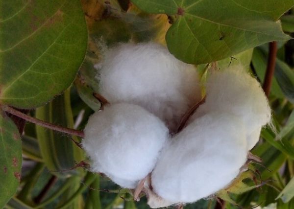 IMAmt oferece treinamento em fazendas de algod�o em Mato Grosso