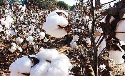 Colheita de algodo atinge 32,1% em Mato Grosso; regio Sudeste avana