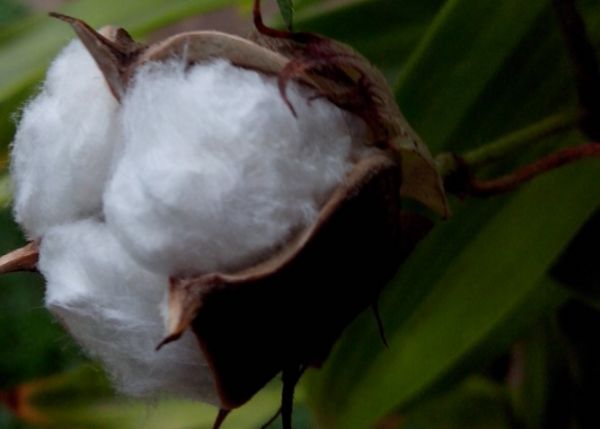 Semeadura do algodo chega a quase 50% da rea em Mato Grosso