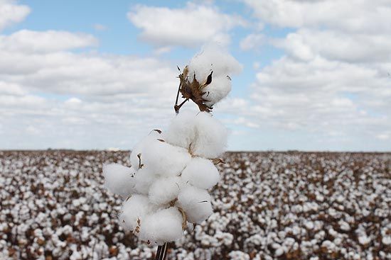 Lavouras de algodão podem ser alvo de bioterrorismo