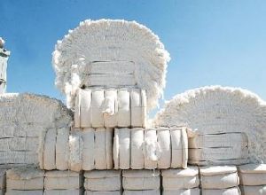 Oferta menor e alta do dlar favorece venda de algodo em Mato Grosso
