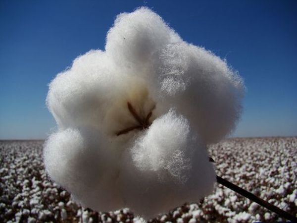 Plantio de algodão atrasa nos EUA e pode influenciar cotação