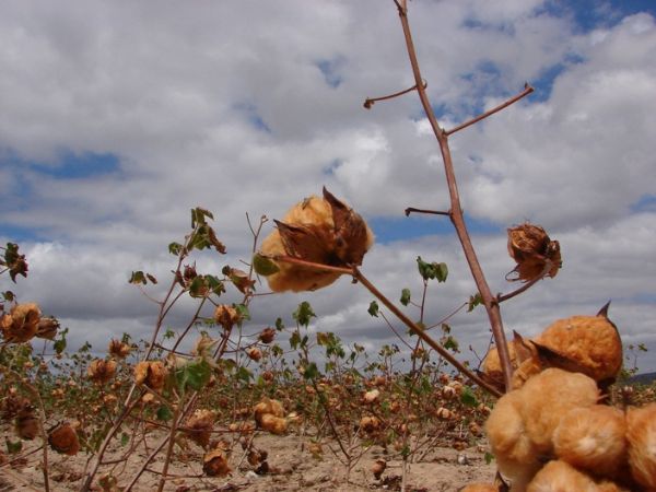 Algodo colorido  opo de renda para agricultura familiar