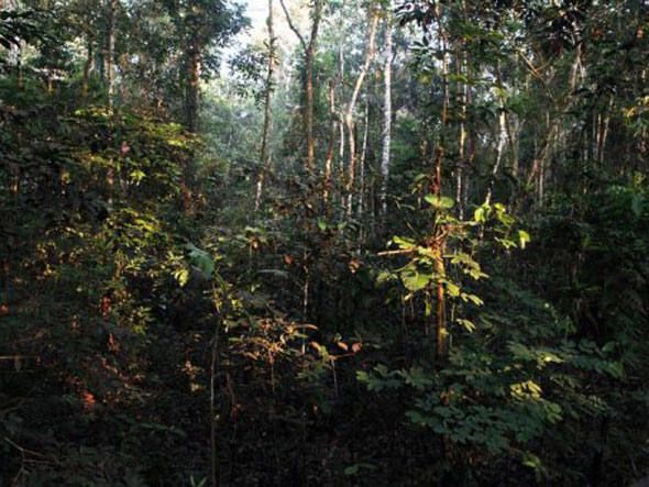 Manual de procedimentos para setor florestal  reeditado para destravar fiscalizao