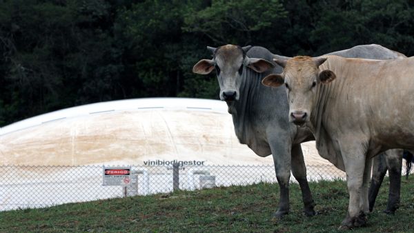 Biodigestor melhora aproveitamento e beneficia cadeia produtiva do leite