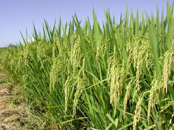 Preos mundiais do arroz continuam estveis; veja os nmeros do mercado