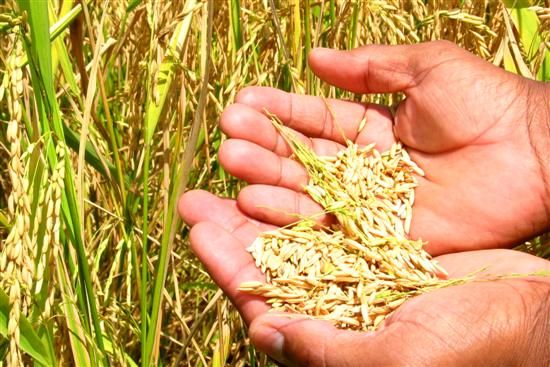 Pequenos agricultores receberão incentivo de R$ 20 mil para garantir produtividade