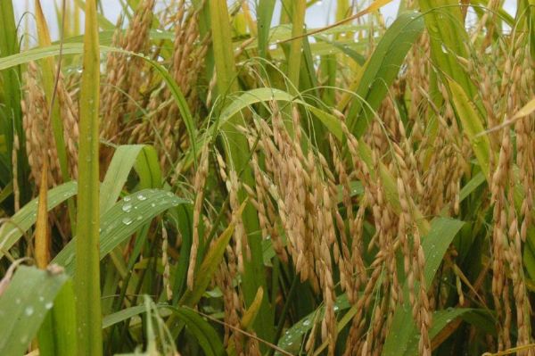 Indgenas de Nobres concluem plantio de arroz; produtividade pode atingir 55 toneladas