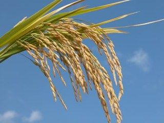 Sementes de arroz distribudas para comunidades indgenas produzem mais de 40 quilos durante colheita