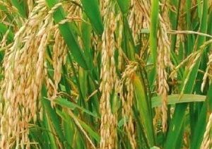 Embrapa apresenta nova cultivar de arroz recomendada para o Estado