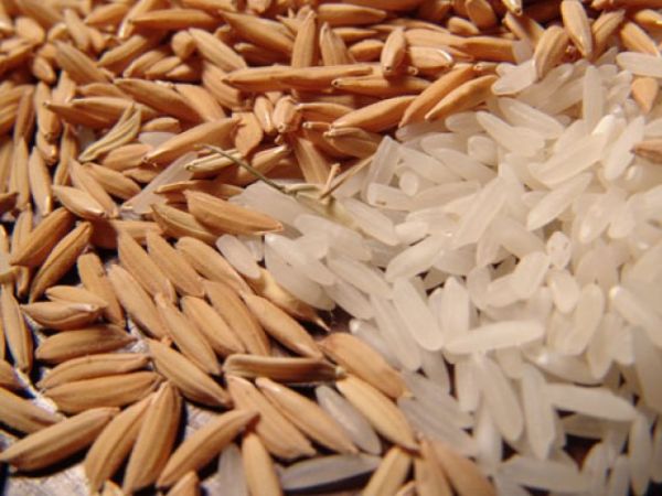 Mato Grosso apresenta queda de 42% na produo de arroz