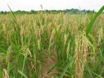 USDA que o Brasil ter o menor estoque de arroz da dcada