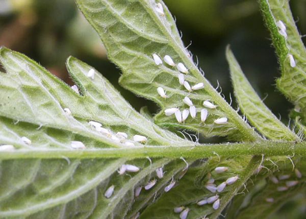 Infestao de mosca-branca causa perdas de at cinco sacas de soja por hectare em Mato Grosso na safra 16/17