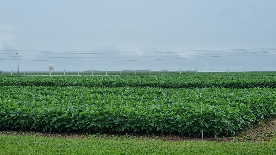 Boletim da Embrapa aponta menor volume de chuva na safra em Mato Grosso