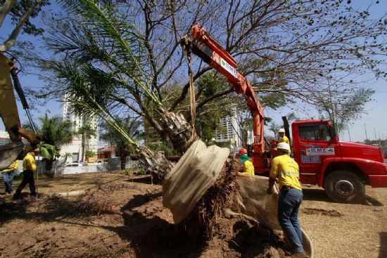 rvores retiradas para construo do VLT de Cuiab e Vrzea Grande viram lenha