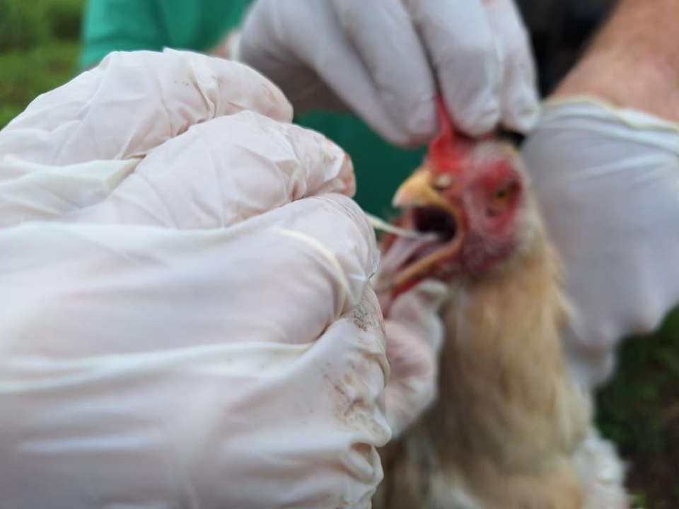 Gripe aviria: Indea inspeciona propriedades em raio de 10 quilmetros e realiza abate sanitrio