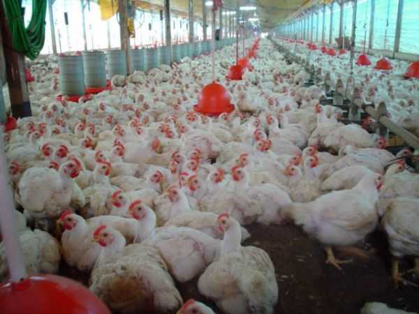 Mxico aceita em habilitar outras 26 plantas e vai ampliar importao de frango em 2014