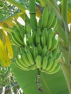 Mudas de bananeiras serão produzidas in vitro e renderão 40% a mais que as convencionais
