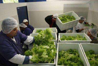 Brasil melhora performance em ranking global de segurança alimentar e passa a ocupar 29º