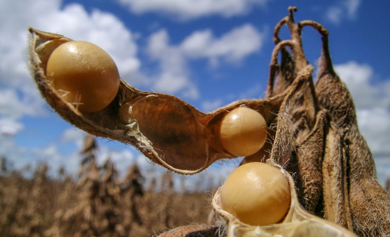 Produtor de soja em Mato Grosso vai poder identificar melhor poca para plantio do gro