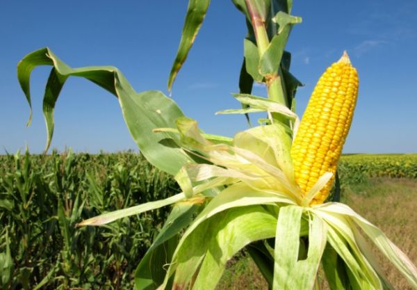 Com produtor mais cauteloso, vendas de milho em janeiro foram de 261 mil t