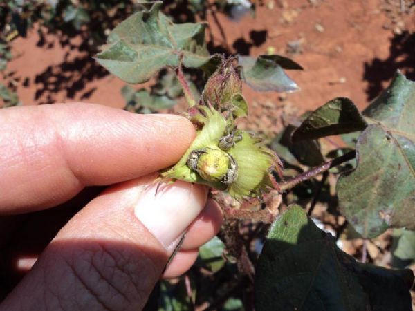 Bicudo do algodo ser debatido em Sapezal e Campo Novo dos Parecis