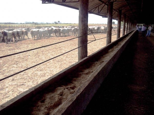 Queda de 44,2% no preo do milho estimula alta de confinamento de bovinos