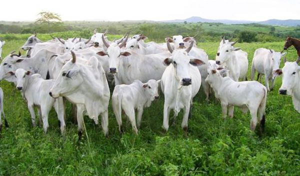 Mesmo com diminuio na produo Mato Grosso se mantm lder no ranking de maior produtor de gado