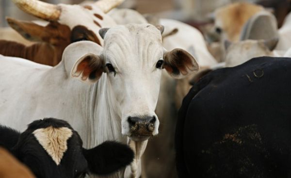 Alta do dlar e no preo da arroba do boi gordo aumenta a competitividade de Mato Grosso no mercado internacional