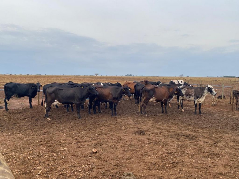 Melhoramento Gen�tico Bom Jesus do Araguaia