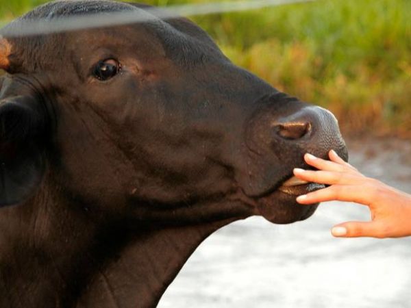 Manual tem o objetivo de melhorar a relao homem-animal. paragominas