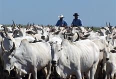 Escalas de abate curtas mantm mercado do boi gordo firme