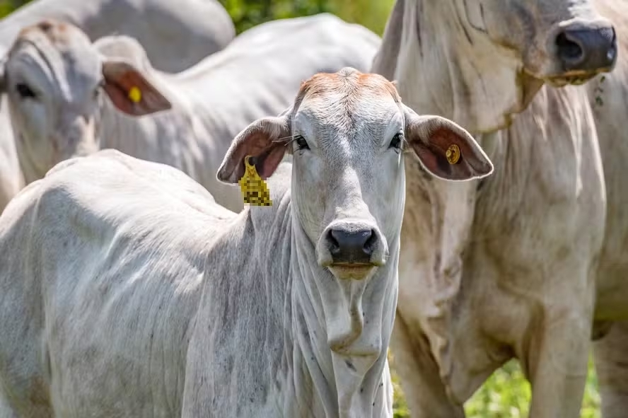 Brasil obtm certificado de pas livre da febre aftosa sem vacinao e deve ganhar novos mercados para carne