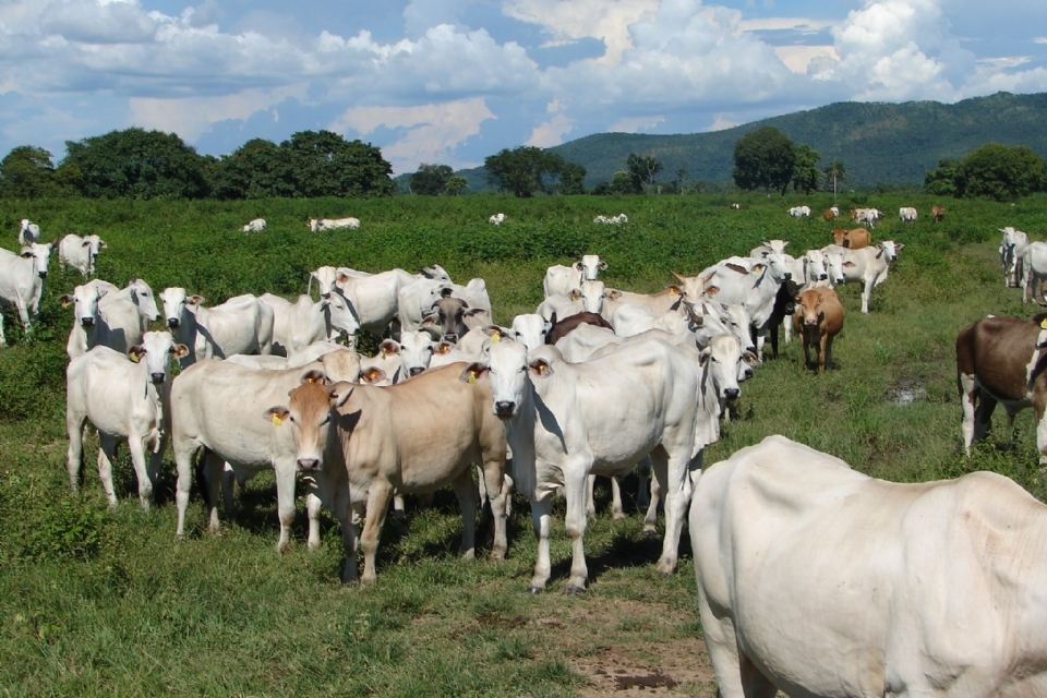 Mato Grosso atinge recorde histrico no volume de abate bovinos no 1 trimestre com mais de 1 milho de cabeas