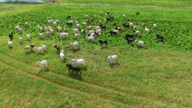 Pecuria  mais rentvel quando tem o foco na intensificao da produo