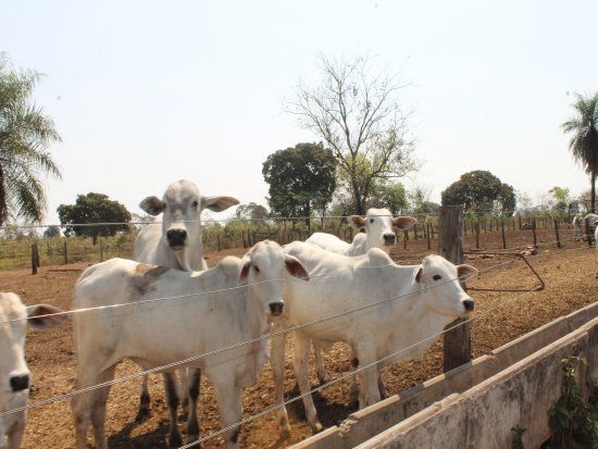 Abate de bovinos em Mato Grosso cresce 6,6% em janeiro; descarte de fmeas sobe 26%