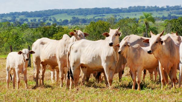 Cenrio econmico e futuro da pecuria de corte sero debatidos durante simpsio