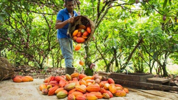 Projeto ir distribuir 15 mil mudas de cacau e capacitar mais de 60 agricultores