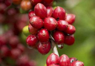 Cafeicultores do ES preveem safra volumosa com abertura de flores