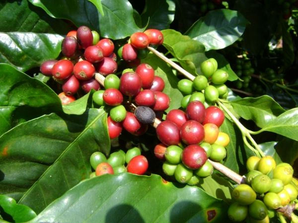 Produo de caf em Mato Grosso dever cair 23% devido o clima