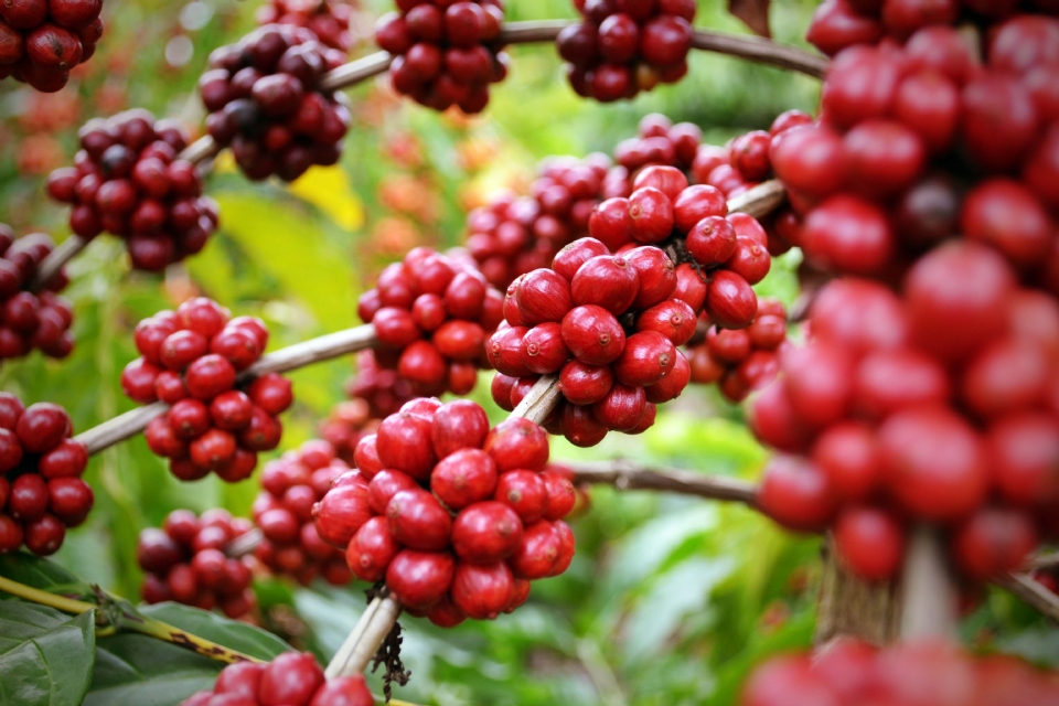 Levantamento aponta aumento de 5,1% na produção de café em Mato Grosso