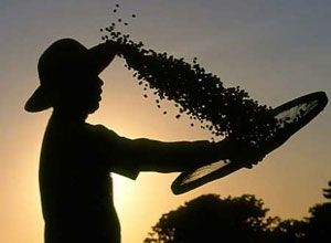 Cota��es do caf� robusta se mant�m firmes, diz Cepea