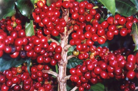 Centro de Estudos avalia pesquisa sobre caf resistente  seca