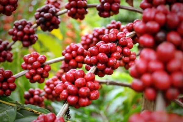 Produção de café em Mato Grosso pode chegar a 174 mil sacas, aponta Conab