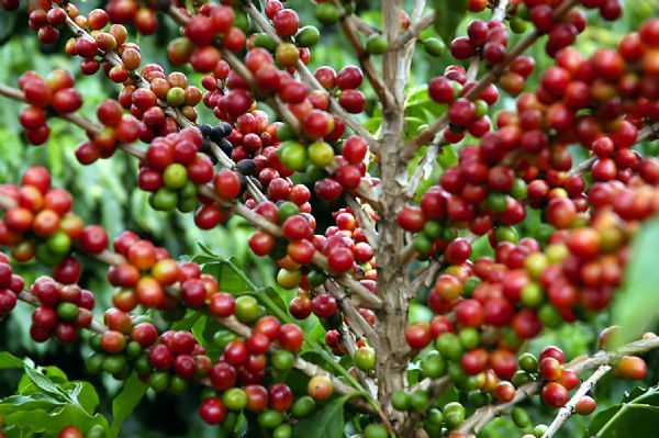 Deputado anuncia investimento de quase R$ 1 mi para desenvolvimento da cafeicultura em Mato Grosso