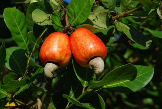 Caju, fruto tpico do Cerrado usado na culinria e esttica e bom rendimento em produo, conheam mais