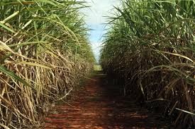 Plantio de cana s� poder� se dar em �reas que possam ser cultivadas mecanicamente