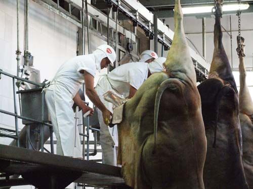 Mato Grosso registra o maior volume mensal de abate de bovinos da histria