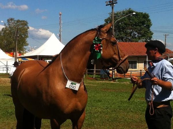 Exposio Morfolgica Passaporte de cavalos Crioulos em MT  caminho para disputa no RS