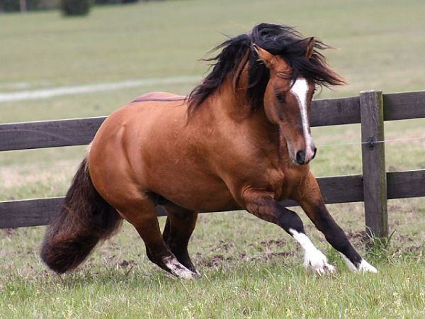 A beleza do cavalo Crioulo